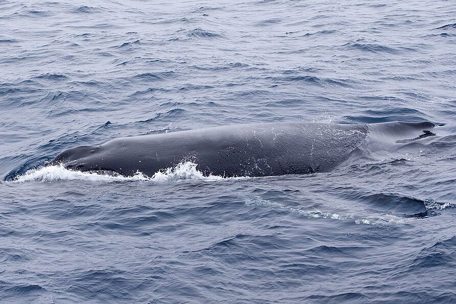 Immer wieder tauchten auch Wale neben der "Polarstern" auf.