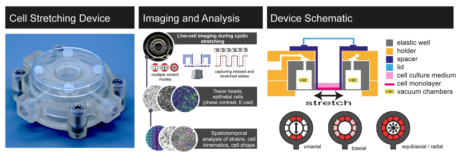 EpiStretch - Deciphering host-pathogen interactions using an organotypic stretching device and biomechanical approaches 