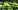 Riesenseerose Victoria cruziana im Botanischen Garten der TU
