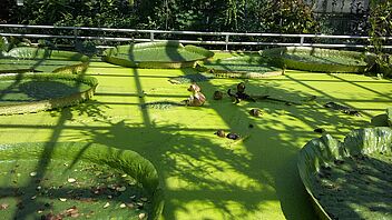 Riesenseerose Victoria cruziana im Botanischen Garten der TU