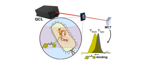 TOC https://doi.org/10.1021/jacs.5c14498
