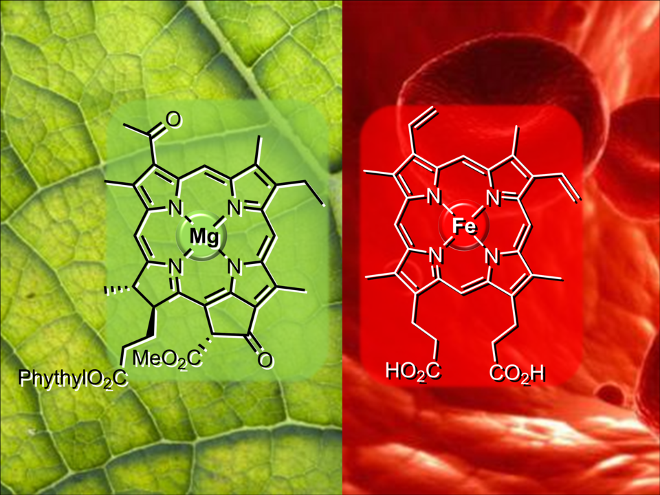 Bioanorganische Chemie 