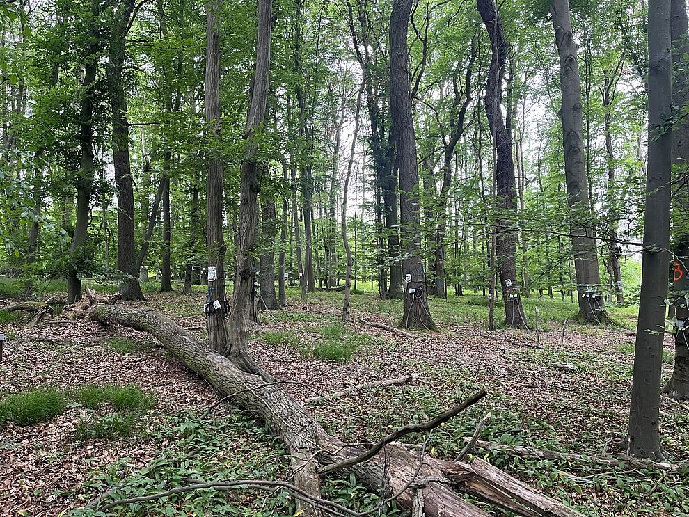 Apelern, Wald