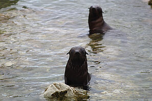 Zwei Robben schauen aus dem Wasser in Richtung des Fotografen. 