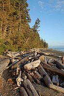 Large woody debris, Vancouver Island