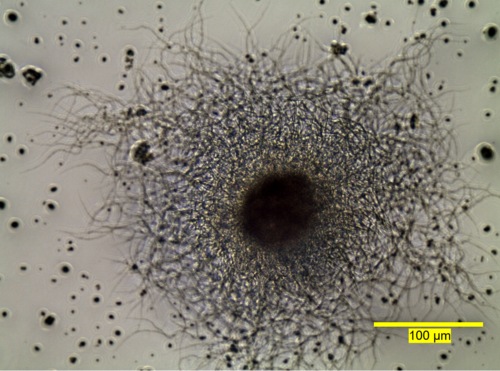 Einfluss mikromechanischer Eigenschaften auf die Produktivität von ...