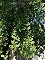 Ginkgo vor dem Institut für Pflanzenbiologie