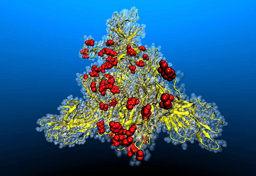 Mutation positions in the RBD of Omikron Spike 