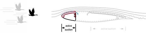Project overview of ICA B3.1.  Wing leading edge with sandwich structure with a celllular core for bird strike safety and hybrid laminar flow control.