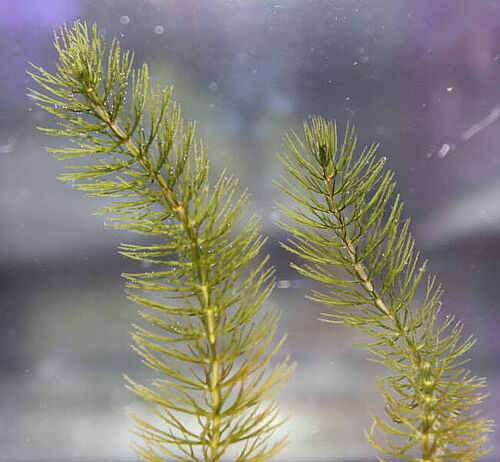 A Ceratophyllum submersum plant is laying in a green plastic tray. The plant is circa 60 cm long and branched. Next to this picture is another one. There are shoot tips of the plant. The small long leaves that emerge from the stem are visible.