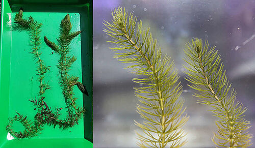 A Ceratophyllum submersum plant is laying in a green plastic tray. The plant is circa 60 cm long and branched. Next to this picture is another one. There are shoot tips of the plant. The small long leaves that emerge from the stem are visible.