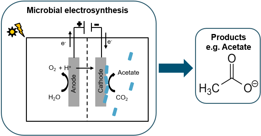 Mikrobielle Elektrosynthese