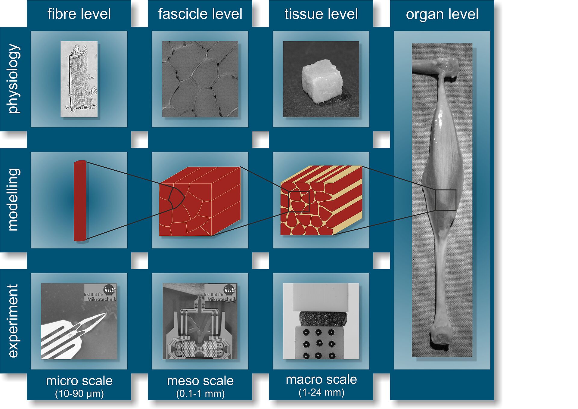 From the muscle fibre to muscle tissue – experiments, modelling