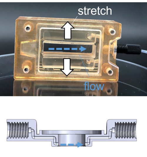 Designing and Testing a 3D-Printed Fluidic Unit for In-vivo-like Cell Cultures