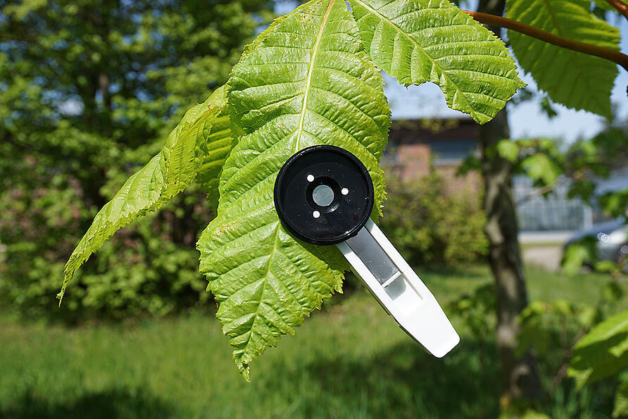 Die Photosyntheseleistung wird direkt an den Blättern analysiert.