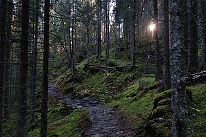 Wanderweg durch den moosbedeckten norwegischen Wald. 
