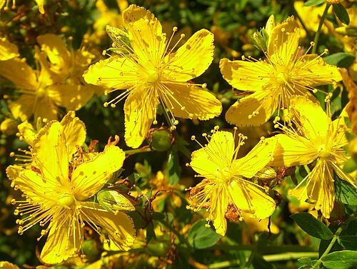 Echtes Johanniskraut (Hypericum perforatum L.)