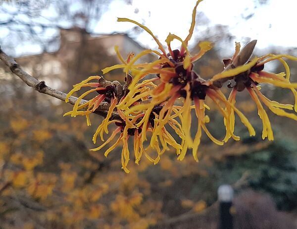 Hamamelis mollis