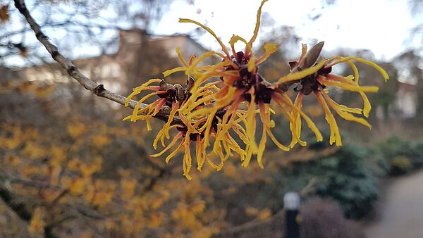 Hamamelis mollis