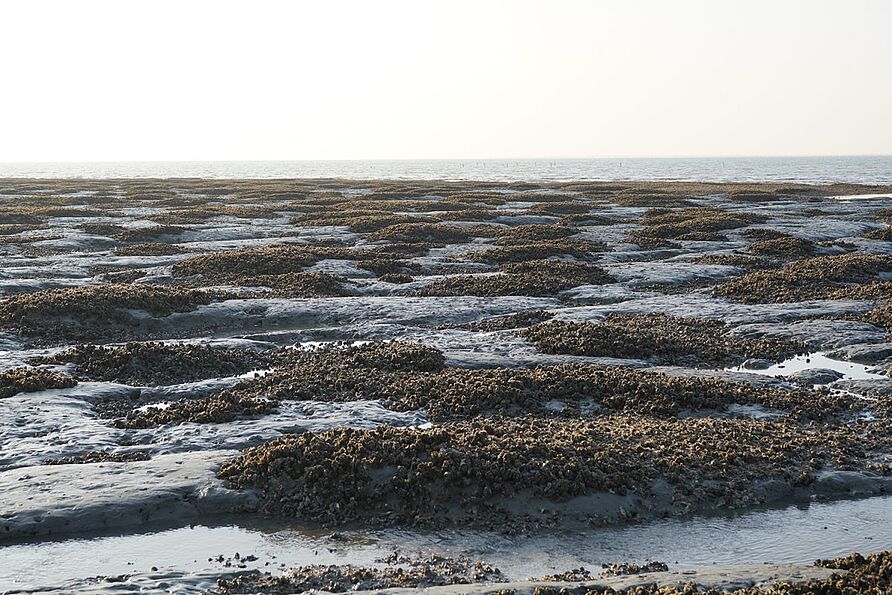 Das habe ich während meines Forschungsaufenthalts untersucht: ein Austernriff im koreanischen Watt. 