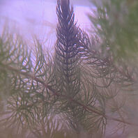 Ceratophyllum_submersum