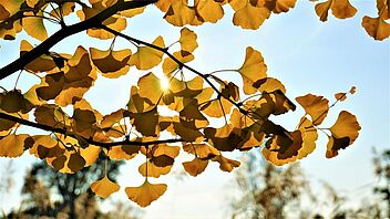 Herbstfärbung Ginkgo