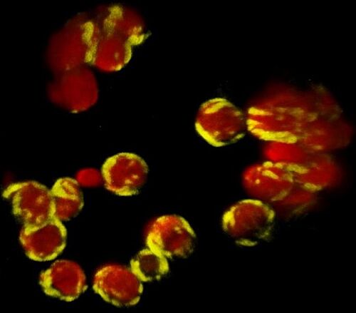 Reporter-markierte Prenyltransferasen in der Chloroplasten-Hülle