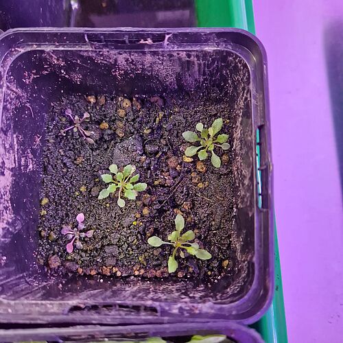 kleinere Arabidopsis thaliana Pflanzen, welche Anthocyane aufweisen