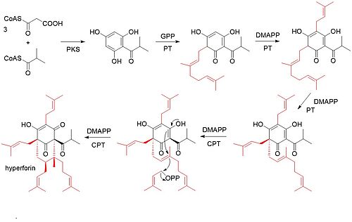 Biosynthese von Hyperforin