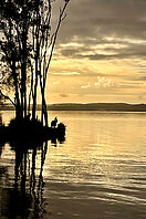 Blick auf ein Känguru in der Morgendämmerung am Rande eines großen Sees.