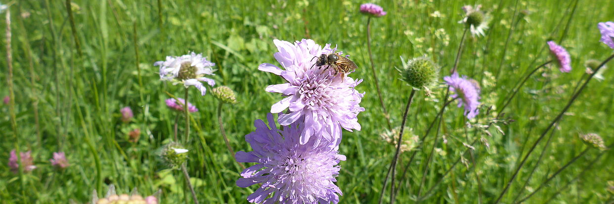 Wildbiene auf Wiesenblume 