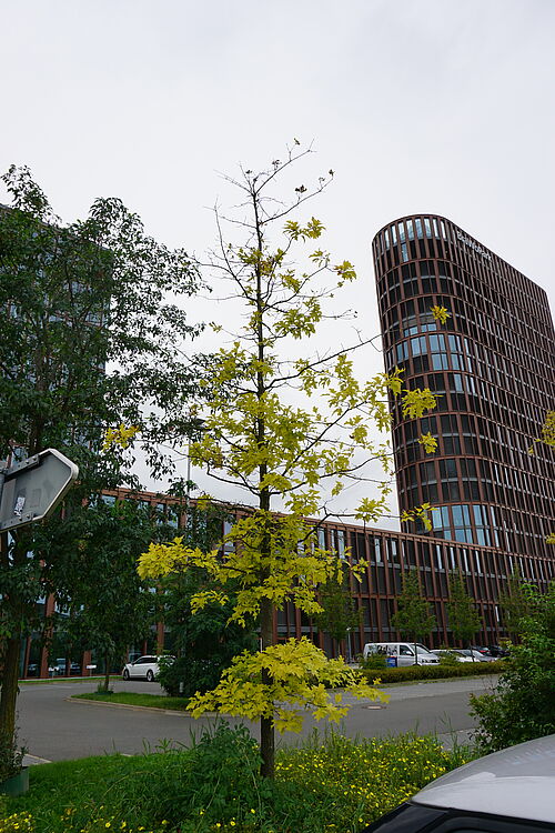 Stadtbaum auf Parkplatz, dessen Gesundheitszustand durch langanhaltenden Stress beeinträchtigt wurde  