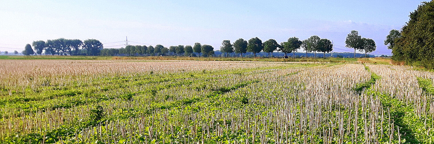 Feld mit Rapsstroh und Bäumen im Hintergrund 