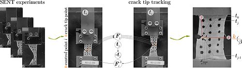 Layer- and position-specific characterization of the fracture behavior of the small intestine