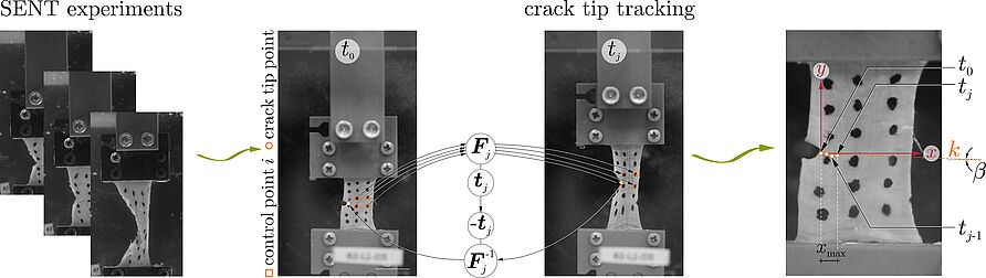 Layer- and position-specific characterization of the fracture behavior of the small intestine