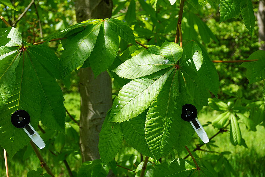 Blattclips die einen Blattabschnitt abdunkeln, als Vorbereitung für die Messung der Chlorophyllfluoreszenz 