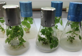 stinging nettle in vitro cultures