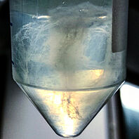 High molecular weight DNA