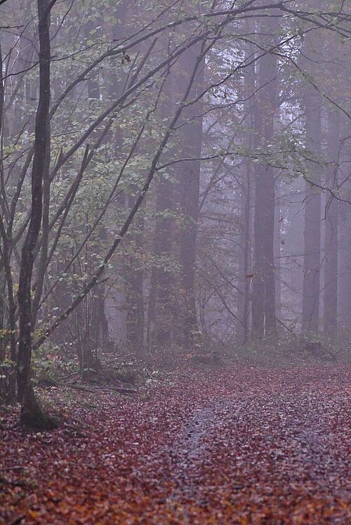Waldweg im Nebel (Herbst)