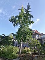 Ginkgo im Botanischen Garten