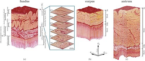 histology