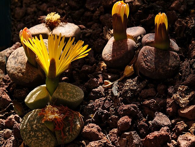 Lebende Steine, gelb blühend