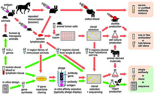 Antibody generation methods