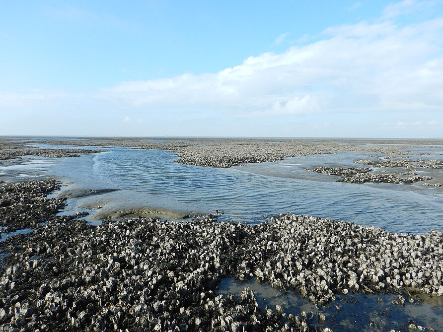 [Translate to English:] Oyster reef infront of the island of Juist