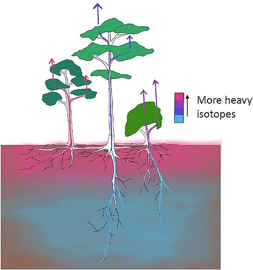 Schematische Darstellung der Wasserisotopenvariationen im Boden.