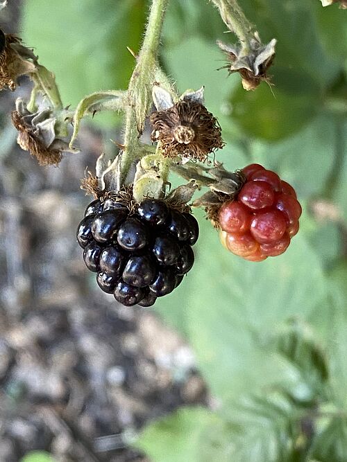 Rubus armeniacus fruits