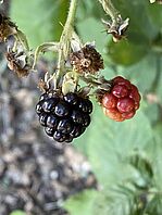 Rubus armeniacus fruits