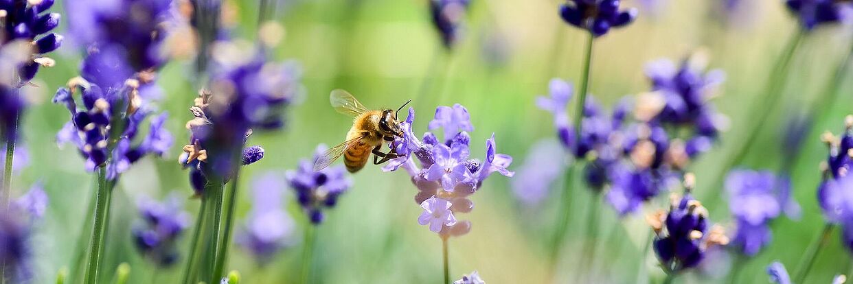 Lavendel 
