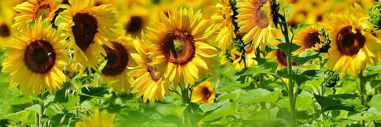 Titelbild Sonnenblumen 