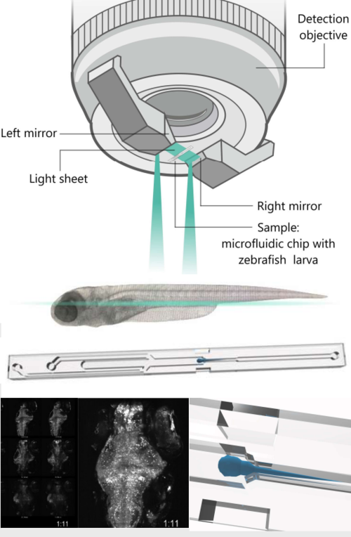PDMS microfluidic for in vivo whole-brain imaging of zebrafish larvae